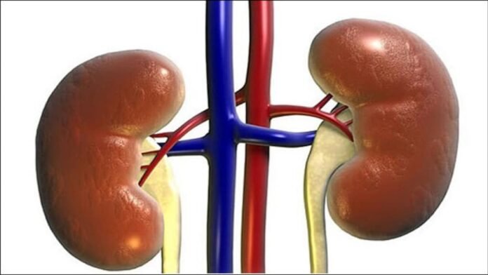 kidney_s-650_031115013653